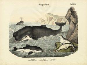 Mammals